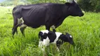 Foto 8 de Fazenda/Sítio com 3 Quartos à venda, 102000m² em Citrolândia, Guapimirim