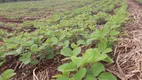 Foto 2 de Fazenda/Sítio com 7 Quartos à venda, 7m² em , Jandaia