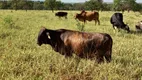 Foto 47 de Fazenda/Sítio com 2 Quartos à venda, 280000m² em Setor Residencial Mestre D Armas, Brasília