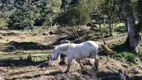 Foto 28 de Fazenda/Sítio à venda, 1500m² em Santa Luzia, Jaraguá do Sul