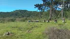 Foto 14 de Fazenda/Sítio à venda, 82000000m² em Centro, Cambará do Sul