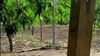 Foto 9 de Fazenda/Sítio com 2 Quartos à venda, 29m² em Zona Rural, Colinas do Sul