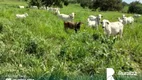 Foto 5 de Fazenda/Sítio à venda, 242m² em Zona Rural, Cristalândia