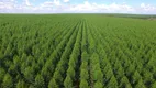 Foto 31 de Fazenda/Sítio com 4 Quartos à venda, 26600000m² em Zona Rural, Catalão