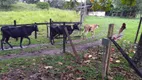 Foto 9 de Fazenda/Sítio com 3 Quartos à venda, 102000m² em Citrolândia, Guapimirim