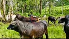 Foto 15 de Fazenda/Sítio com 2 Quartos à venda, 970000m² em Zona Rural, Itajuípe