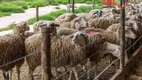 Foto 5 de Fazenda/Sítio à venda, 600000m² em Centro, Soledade de Minas