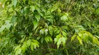 Foto 6 de Fazenda/Sítio com 2 Quartos à venda, 60m² em Cascata, Pelotas