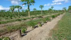 Foto 5 de Fazenda/Sítio com 1 Quarto à venda, 100m² em Jacupemba, Aracruz