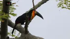 Foto 3 de Fazenda/Sítio com 3 Quartos à venda, 3000m² em São João do Rio Vermelho, Florianópolis