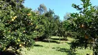 Foto 19 de Fazenda/Sítio com 3 Quartos à venda, 5215m² em Guaíba Country Club, Eldorado do Sul