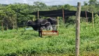 Foto 18 de Fazenda/Sítio à venda, 53m² em Zona Rural, Silvânia