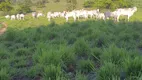 Foto 5 de Fazenda/Sítio à venda, 200000m² em , Monte Alegre