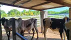 Foto 9 de Fazenda/Sítio com 4 Quartos à venda, 130m² em Zona Rural, São José de Mipibu