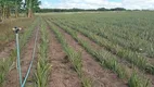 Foto 14 de Fazenda/Sítio com 3 Quartos à venda, 44000m² em Centro, Touros