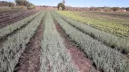 Foto 5 de Fazenda/Sítio à venda, 53000m² em Nucleo Rural Vargem Bonita, Brasília