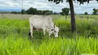 Foto 6 de Fazenda/Sítio com 3 Quartos à venda, 1000m² em Centro, Jangada