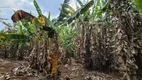 Foto 5 de Fazenda/Sítio à venda, 110000m² em Zona Rural, Alto Paraíso de Goiás