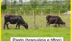 Foto 28 de Fazenda/Sítio com 6 Quartos à venda, 163200m² em Zona Rural, Conchal