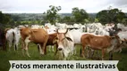 Foto 9 de Fazenda/Sítio à venda, 500m² em Zona Rural, Água Fria de Goiás