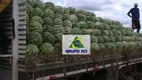 Foto 62 de Fazenda/Sítio à venda, 63000000m² em Zona Rural, São Romão
