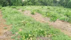 Foto 5 de Fazenda/Sítio com 4 Quartos à venda, 100m² em Macuco, Valinhos