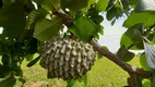 Foto 12 de Fazenda/Sítio à venda, 20000m² em Zona Rural, Aragoiânia