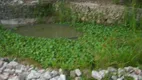 Foto 11 de Fazenda/Sítio com 3 Quartos à venda, 10000m² em Zona Rural, Caeté