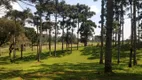 Foto 6 de Fazenda/Sítio com 3 Quartos à venda, 31000m² em Lageado, Campo Alegre