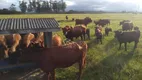 Foto 10 de Fazenda/Sítio com 3 Quartos à venda, 1000m² em , São João do Sul