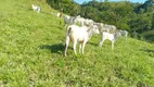 Foto 25 de Fazenda/Sítio com 3 Quartos à venda, 690000m² em Zona Rural, Niquelândia