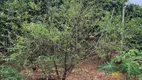 Foto 12 de Fazenda/Sítio com 3 Quartos à venda, 100m² em Zona Rural, Ibiporã