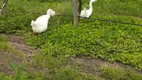 Foto 8 de Fazenda/Sítio com 2 Quartos à venda, 400m² em Saltinho, Elias Fausto