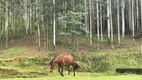 Foto 24 de Fazenda/Sítio com 7 Quartos à venda, 500m² em Rio Bonito, Joinville