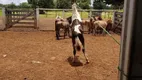 Foto 15 de Fazenda/Sítio à venda, 10m² em Zona Rural, Britânia