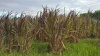 Foto 5 de Fazenda/Sítio à venda, 105000m² em , Monte Alegre