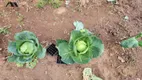 Foto 18 de Fazenda/Sítio com 3 Quartos à venda, 300m² em Zona Rural, Pedra Bela