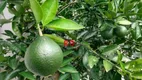 Foto 6 de Fazenda/Sítio com 5 Quartos à venda, 3000m² em Barroso, Mogi das Cruzes