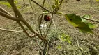 Foto 6 de Fazenda/Sítio com 3 Quartos à venda, 1500m² em Centro, Mogi das Cruzes