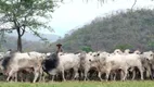 Foto 10 de Fazenda/Sítio à venda em Centro, Cocalinho