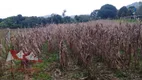Foto 6 de Fazenda/Sítio com 1 Quarto à venda, 9000m² em Colônia Malhada, São José dos Pinhais