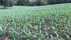 Foto 8 de Fazenda/Sítio com 3 Quartos à venda, 2560000m² em Zona Rural, Rio Quente