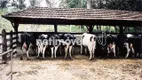 Foto 4 de Fazenda/Sítio com 3 Quartos à venda, 300m² em , Florestal