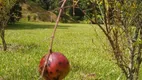 Foto 24 de Fazenda/Sítio com 6 Quartos à venda, 20000m² em Estacao de Moreiras, Mairinque