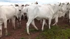 Foto 19 de Fazenda/Sítio com 7 Quartos à venda, 206m² em , Pontal do Araguaia