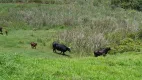 Foto 8 de Lote/Terreno à venda, 20000m² em Antonio Dos Santos, Caeté