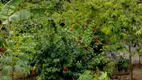 Foto 8 de Fazenda/Sítio à venda, 10000m² em Centro, Goiana