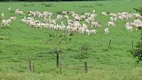 Foto 5 de Fazenda/Sítio à venda em Setor Central, Itarumã