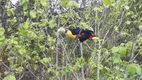 Foto 11 de Fazenda/Sítio com 3 Quartos à venda, 11000m² em Taiacupeba, Mogi das Cruzes