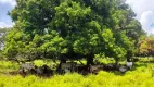 Foto 13 de Fazenda/Sítio à venda, 5500000m² em Zona Rural, Bonito de Minas